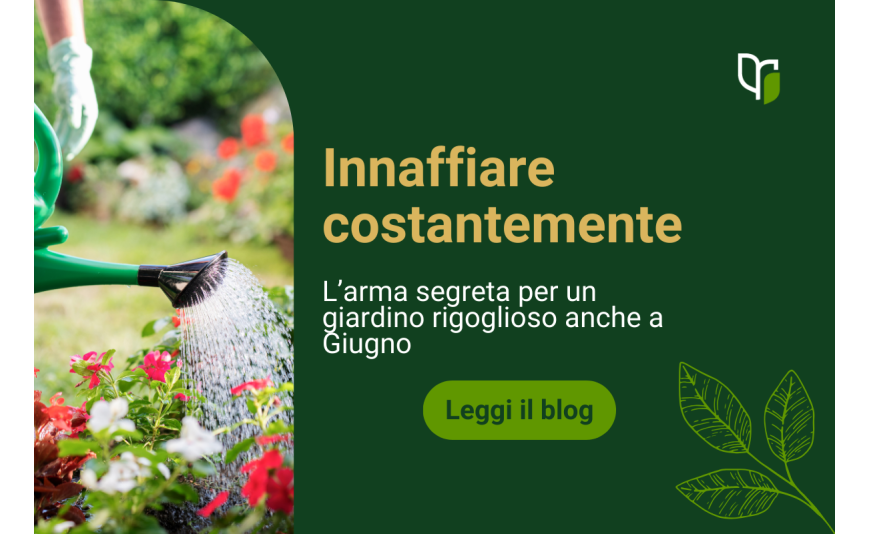 Annaffiare costantemente: l'arma segreta per un giardino rigoglioso anche a Giugno Annaffiare costantemente: l'arma segreta per un giardino rigoglioso anche a Giugno